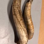2x Grote Bufferhoorns, Ong. 100cm Lang Elk thumbnail 16
