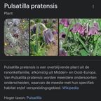 Twee Onderzetters Met Planten Afbeelding thumbnail 2
