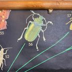Xl Vintage Linen School Map – ‘relationships Of The Animal Kingdom’ thumbnail 11