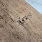 Antieke 19e Eeuwse Franse Boeren Salontafel Van Eikenhout thumbnail 9