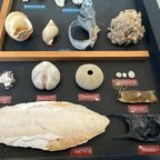Vintage Verzameling Strandvondsten In Vitrine thumbnail 5