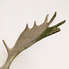 Groot Gewei Op Wandplaat thumbnail 7