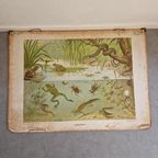 Vintage Schoolplaat Sloot En Plas J R Wolters Amphibiën thumbnail 8