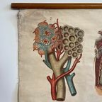 Respiratory Tract – Schoolkaart thumbnail 4