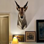 Eland Antilope thumbnail 16