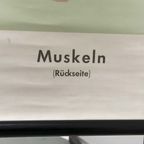 Muskeln (Rückseite) 59866 thumbnail 5