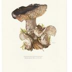 Vintage Print Grofplaatrussula thumbnail 3