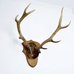 Mooi Edelhert Hert Gewei Gelijke 12 Ender Taxidermie 73Cm | Kerst thumbnail 9