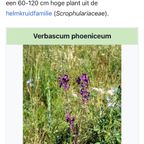 Mebel Dienblad Met Botanische Afbeelding; Verbascum Phoeniceum thumbnail 5