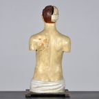 Anatomisch Model 23335 thumbnail 7