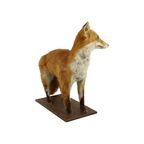 Mooie Opgezette Vos Op Eiken Plank Vulpes Vulpes Vintage Taxidermie thumbnail 2