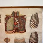Respiratory Tract – Schoolkaart thumbnail 3