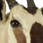 Prachtige Vintage Opgezette Oryx Antilope Gemsbok Taxidermie thumbnail 8