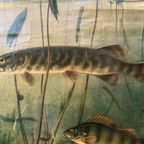 Vintage Linnen Schoolkaart – Zoetwatervissen thumbnail 7