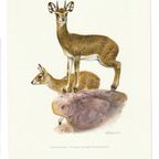 Vintage Print Klipspringer thumbnail 3