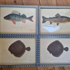 4 Vintage Ikea Vissen Lithografie In Mooie Lijsten. thumbnail 5