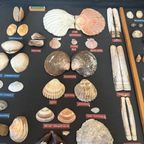 Vintage Verzameling Strandvondsten In Vitrine thumbnail 7