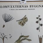 Botanische Schoolplaat Blomväxternas Byggnad Vruchten En Zaden thumbnail 6
