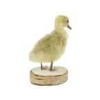 Mooi Opgezette Kleine Gans Kuiken Op Berk Full Body Taxidermie Vogel 16Cm thumbnail 5