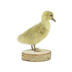 Mooi Opgezette Kleine Gans Kuiken Op Berk Full Body Taxidermie Vogel 16Cm thumbnail 2