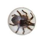 Vintage Opgezette Vogelspinnen In Epoxy Usa thumbnail 2