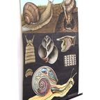 Jung Koch Quentell ‘Weinbergschnecke’ 60233 thumbnail 3