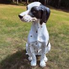 Handmade Midcentury Porseleinen Beeld, Italy Pointer Hond😍 thumbnail 4