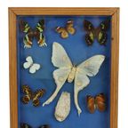 Kleurrijke Ingelijste Vlinders Taxidermie Opgezet Insect Display 9 Stuks thumbnail 9