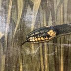 Vintage Linnen Schoolkaart – In Sloot En Plas thumbnail 9