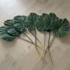 Silk-Ka Zijden Bladen Alocasia thumbnail 4