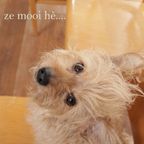 Vintage Design Houten Stoelen Met Plaats Voor Je Tijdschrift thumbnail 7