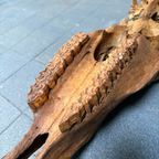 Verweerde Oude Paardenschedel thumbnail 6