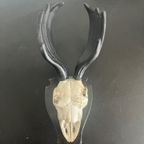 Mini Deer Skull thumbnail 3