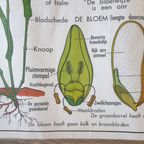 Vintage Mdi Hebri Biologie Botanische Schoolplaten 5 St thumbnail 16