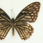 Ingelijste Aziatische Vlinders Taxidermie Opgezet Insect Display 2 Stuks thumbnail 5