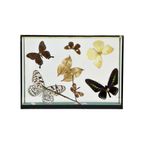 Kleurrijke Ingelijste Tropische Vlinders Taxidermie Opgezet Insect Display 7 Stuks thumbnail 8