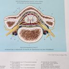 Medische Plaat – Schoolkaart – Het Brein thumbnail 3