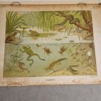 Vintage Schoolplaat Sloot En Plas J R Wolters Amphibiën thumbnail 6