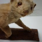 Opgezette Hermelijn Op Boomstam, Taxidermie thumbnail 7