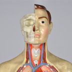 Anatomisch Model 23335 thumbnail 11