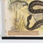 Jung Koch Quentell ‘Kreuzotter’ 59381 thumbnail 3