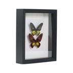 Ingelijste Vlinders Xl Troides Rhadamantus Full Body Taxidermie thumbnail 5