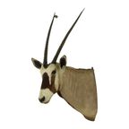 Prachtige Vintage Opgezette Oryx Antilope Gemsbok Taxidermie thumbnail 5