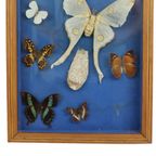 Kleurrijke Ingelijste Vlinders Taxidermie Opgezet Insect Display 9 Stuks thumbnail 7