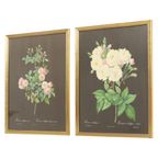 Vintage Sixties Bloemen Ingelijste Botanische Kaarten P.J. Redouté thumbnail 10