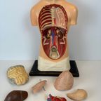 Antiek Anatomisch Model (small) – Plaaster En Papier Maché thumbnail 7