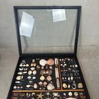 Vintage Verzameling Strandvondsten In Vitrine thumbnail 2
