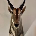 Eland Antilope thumbnail 4