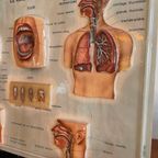 Vintage 3D Human Body Chart thumbnail 9
