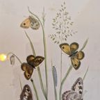 Vintage Lijst Met Prent Vlinders Vlinder Schilderij thumbnail 3
